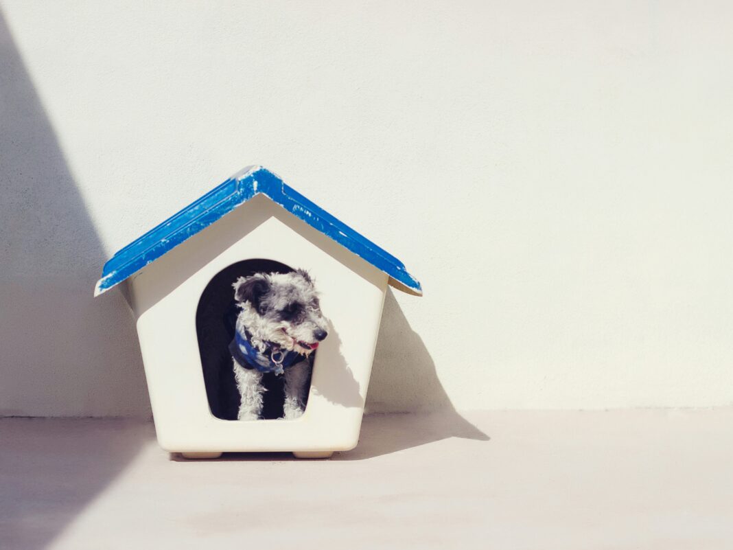 Puppy training Dubai